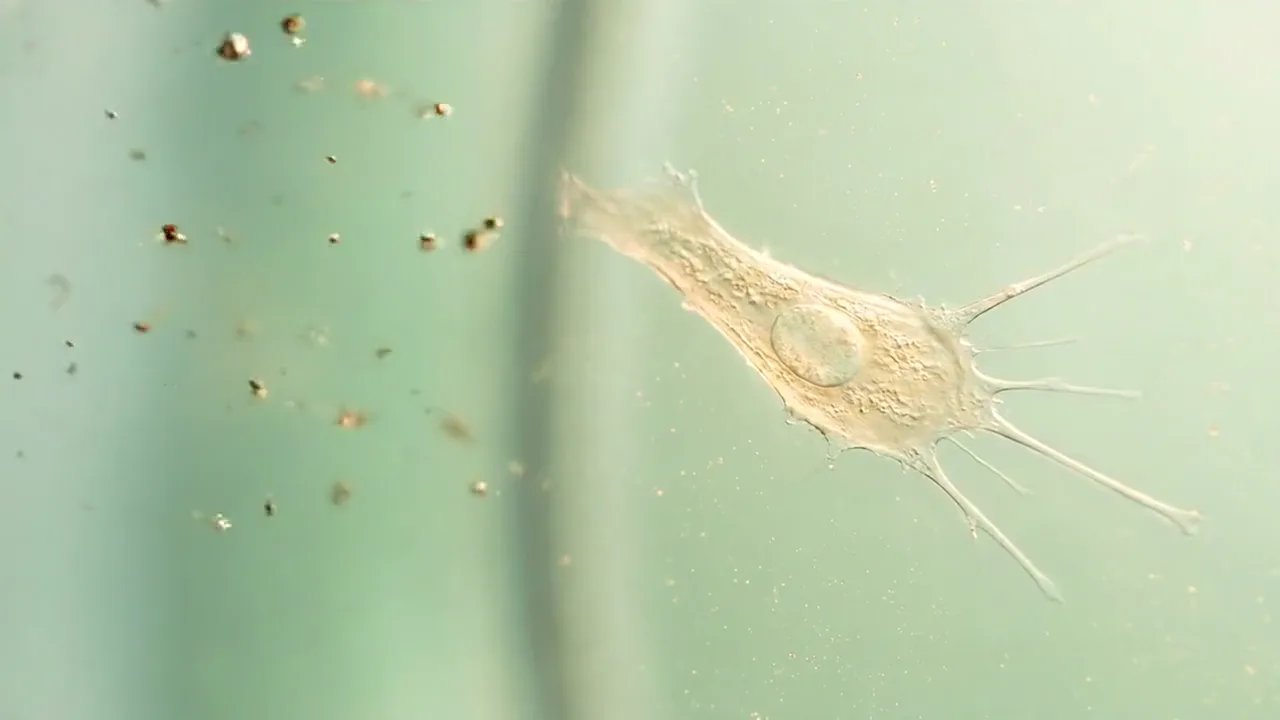 Microscopic illustration of mesenchymal stromal cell signaling